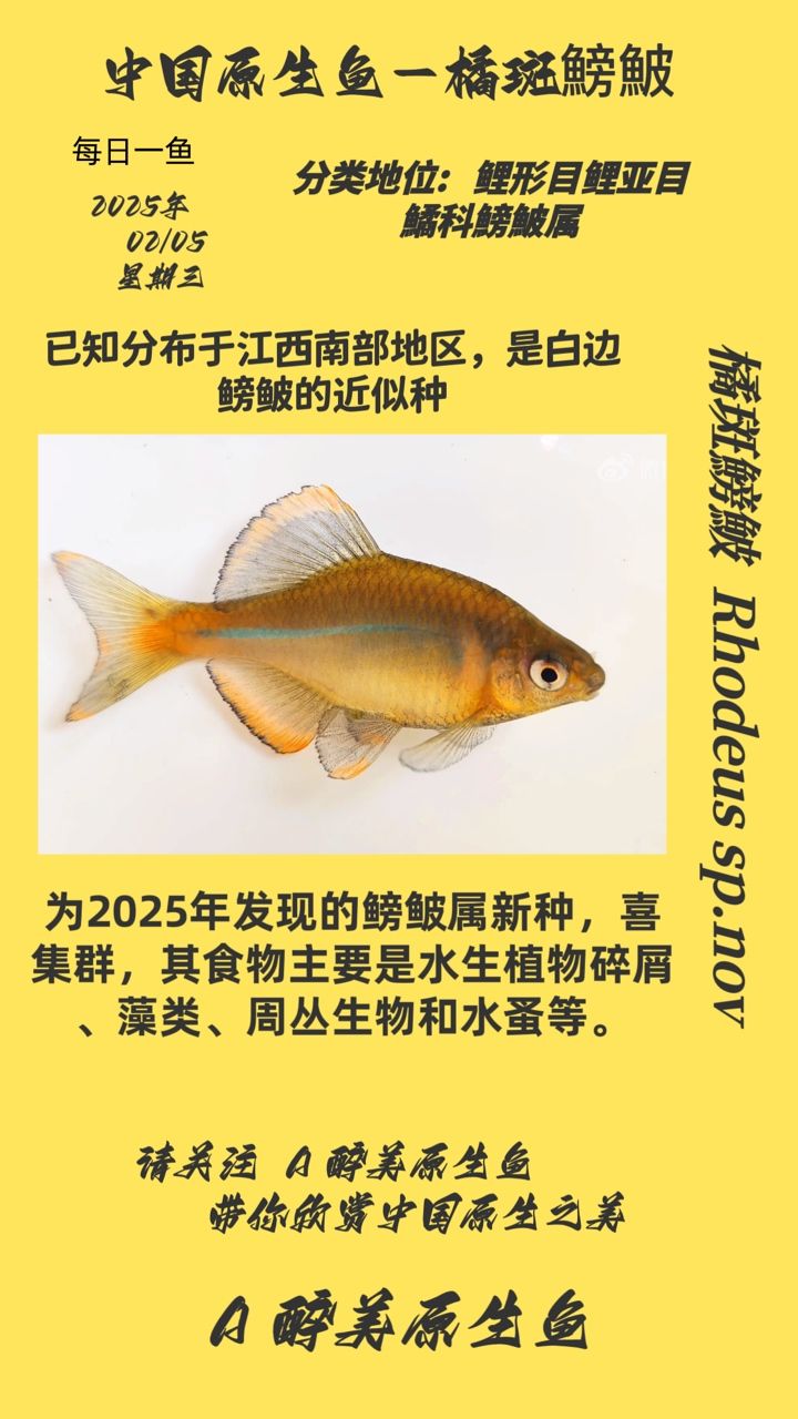 神秘而獨(dú)特的橘斑鰟鮍，探尋其別樣生態(tài)