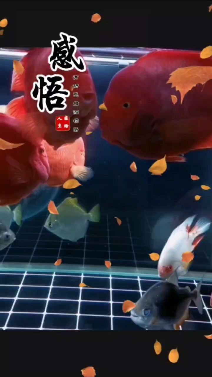 愿事事順遂皆圓滿，篤信佛法，未來定越來越好