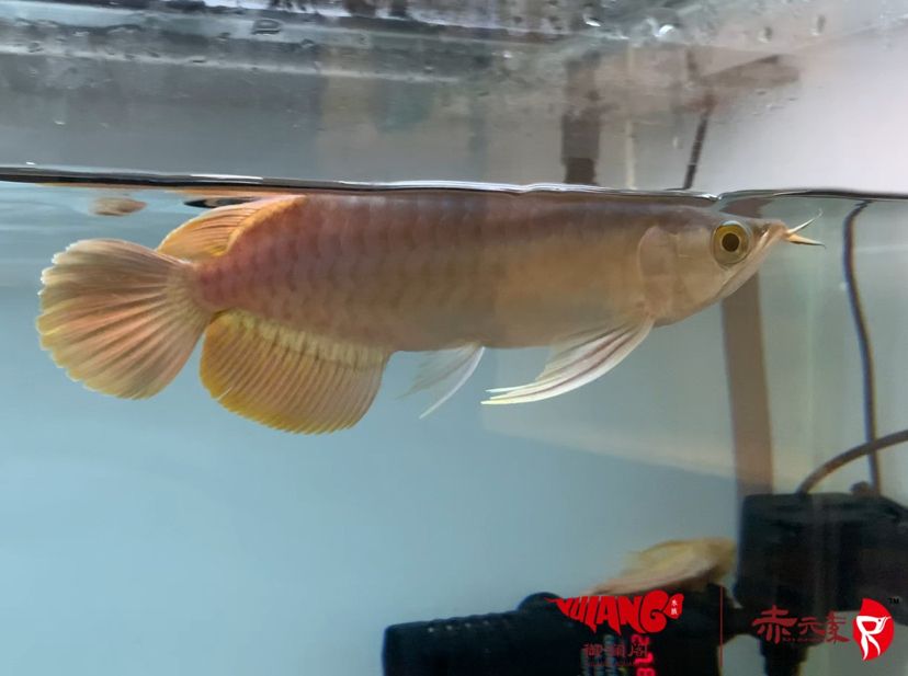 赤元素珍品，紅龍幼魚，水族世界中的