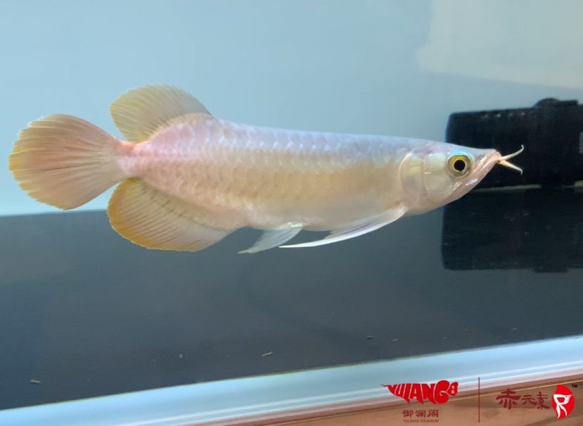 赤元素珍品，紅龍幼魚，水族世界中的
