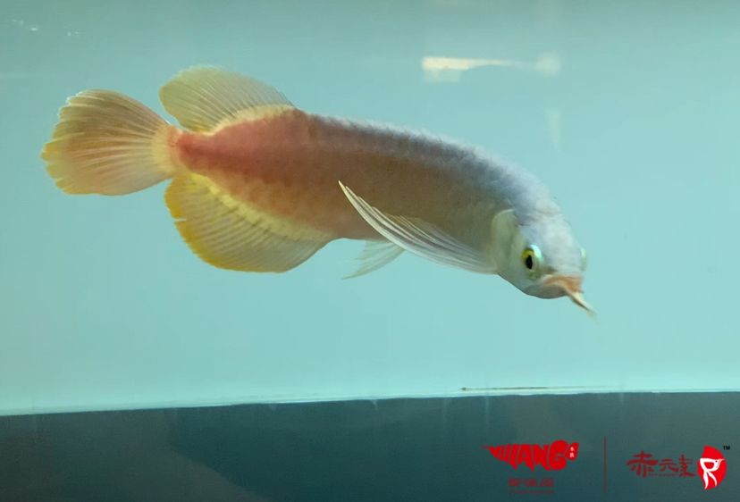 赤元素珍品，紅龍幼魚，水族世界中的