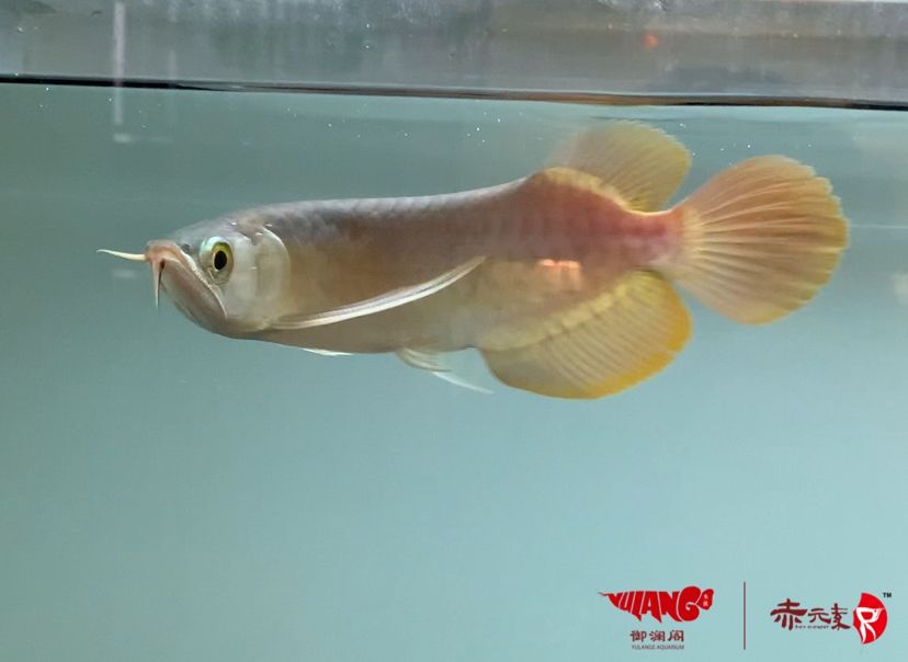 赤元素珍品，紅龍幼魚，水族世界中的