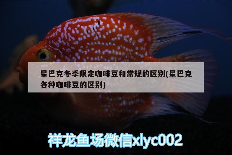 克冬季限定咖啡豆與常規豆差異全解析（含各類咖啡