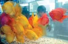 本地觀賞魚種類及養(yǎng)殖技術全解析