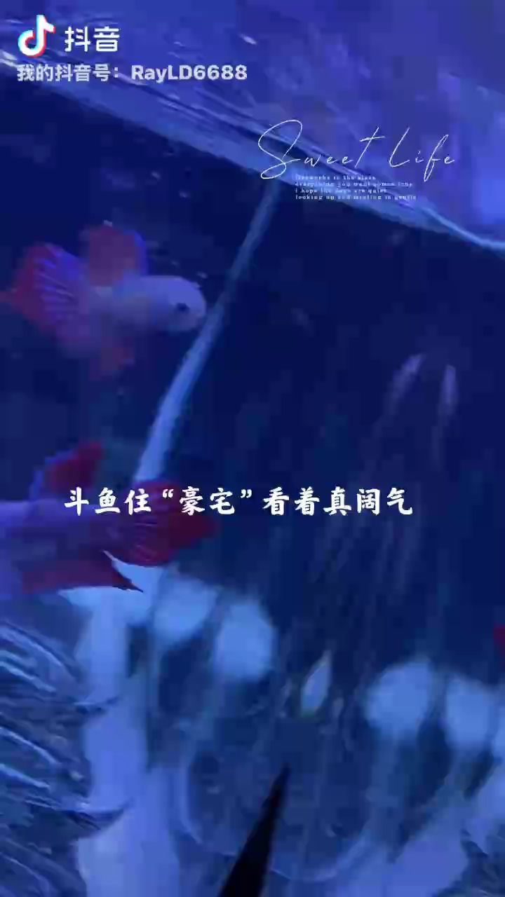 泰國原斗，獨(dú)特風(fēng)情與文化魅力交織的奇妙所在