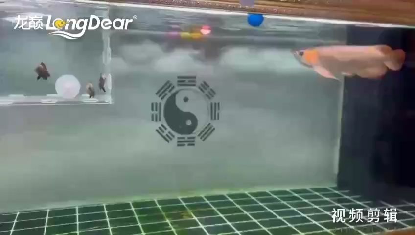 每日簽到，積累點滴，見證成長與收獲的奇妙旅程 每日簽到，積累點滴，見證成長與收獲的奇妙旅程 龍魚論壇