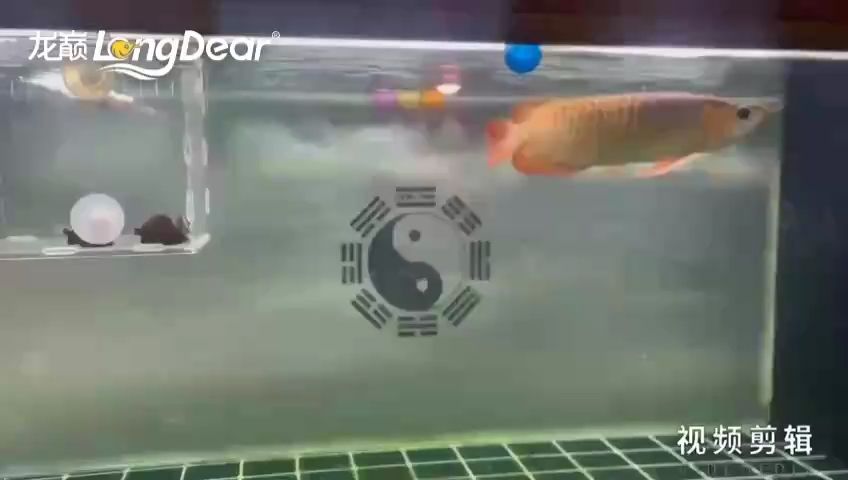 魚缸用增氧泵價格是多少:魚缸增氧機-xtrac增氧機-xtrac增氧機 每日打卡,記錄生活點滴,見證自律與成長的堅持之旅 龍魚論壇 每日打卡,記錄生活點滴,見證自律與成長的堅持之旅 每日打卡,記錄生活點滴,見證自律與成長的堅持之旅 龍魚論壇