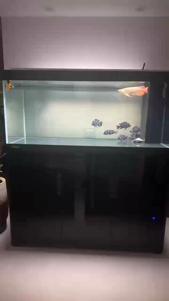 新魚到家，開啟奇妙水族箱