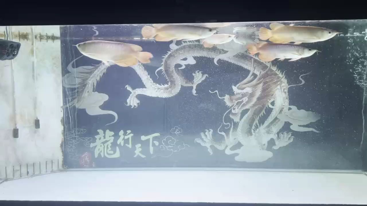 25年立春換水記錄，新年祈財愿龍魚