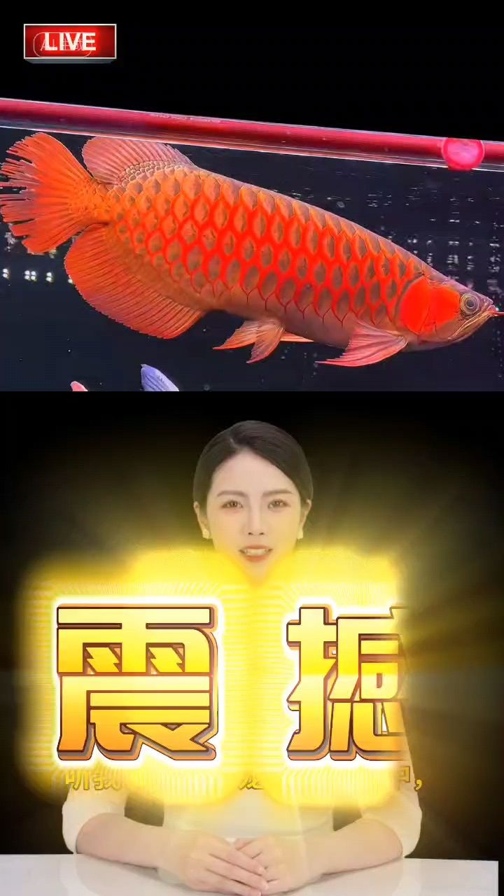 龍魚挑選攻略，品種特征、健康狀態與品質優劣鑒別