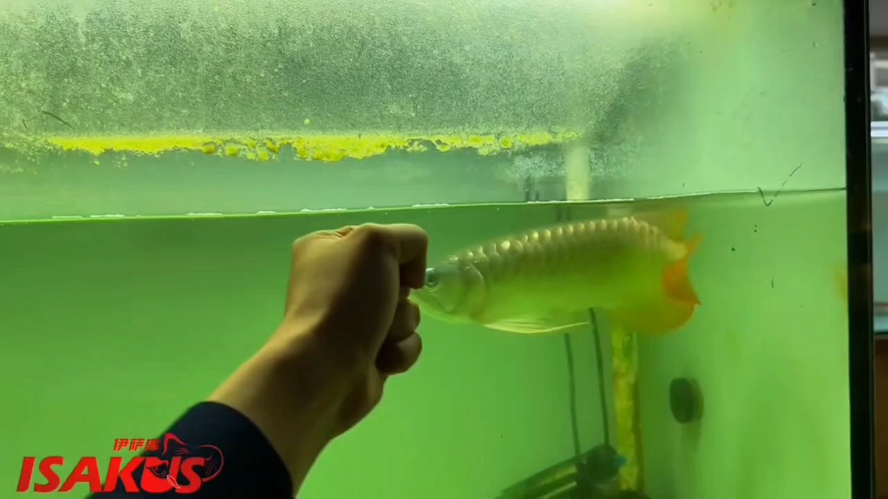 龍魚腮蟲治療期間需要多久換水？（龍魚在腮蟲治療期間的換水頻率需根據治療階段和藥物類型靈活調整）