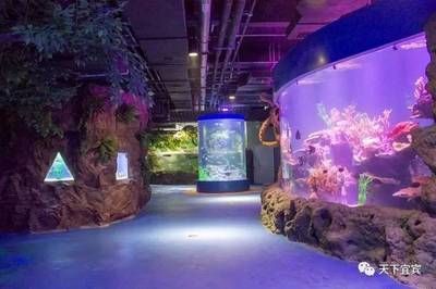 水族館選址攻略，何處適宜開(kāi)啟奇妙海洋視界之旅