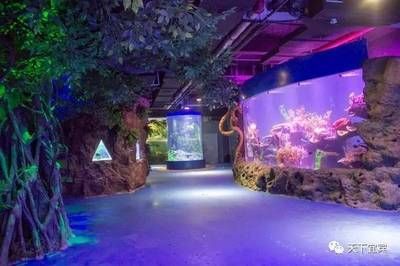 水族館選址攻略，何處適宜開啟奇妙海洋視界之旅