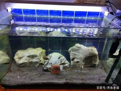0厘米小魚缸養魚攻略，中型、小型魚好養活