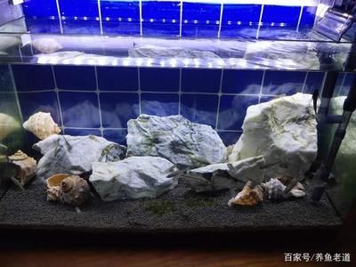 0厘米小魚缸養魚攻略，中型、小型魚好養活