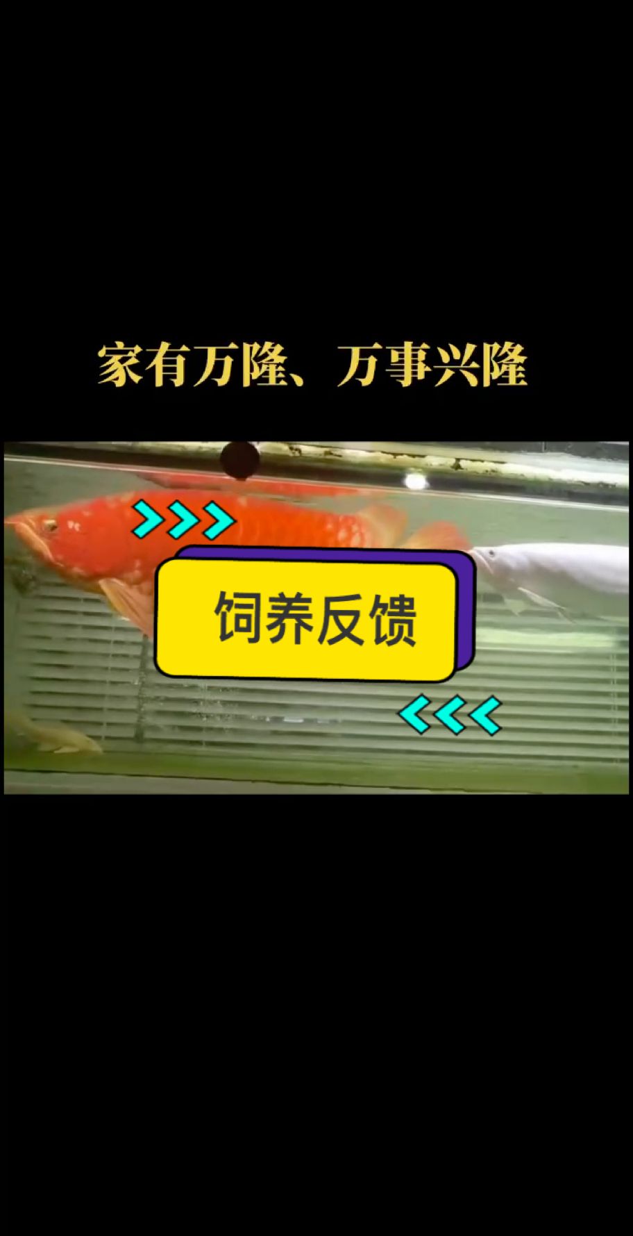 感謝泉州周總的飼養反饋，魚友們猜一猜視頻里哪一條是我們萬隆天王的紅龍魚？?????? #萬隆天王紅龍 #大湖魚 #龍魚