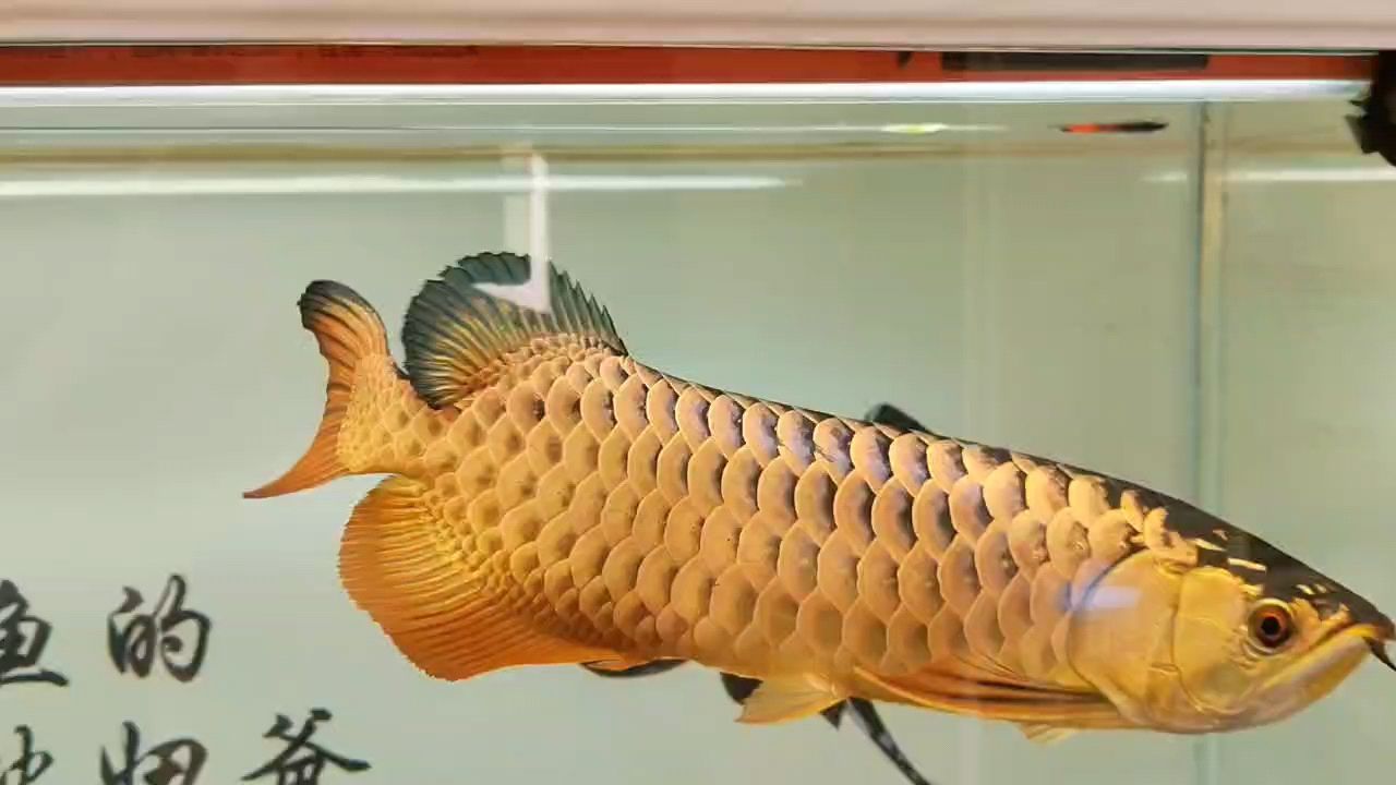龍年新春，傳統與現代交織，共繪過年美好畫卷