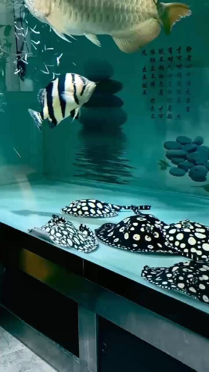 哈哈，一個簡單的詞背后藏著怎樣的情緒與