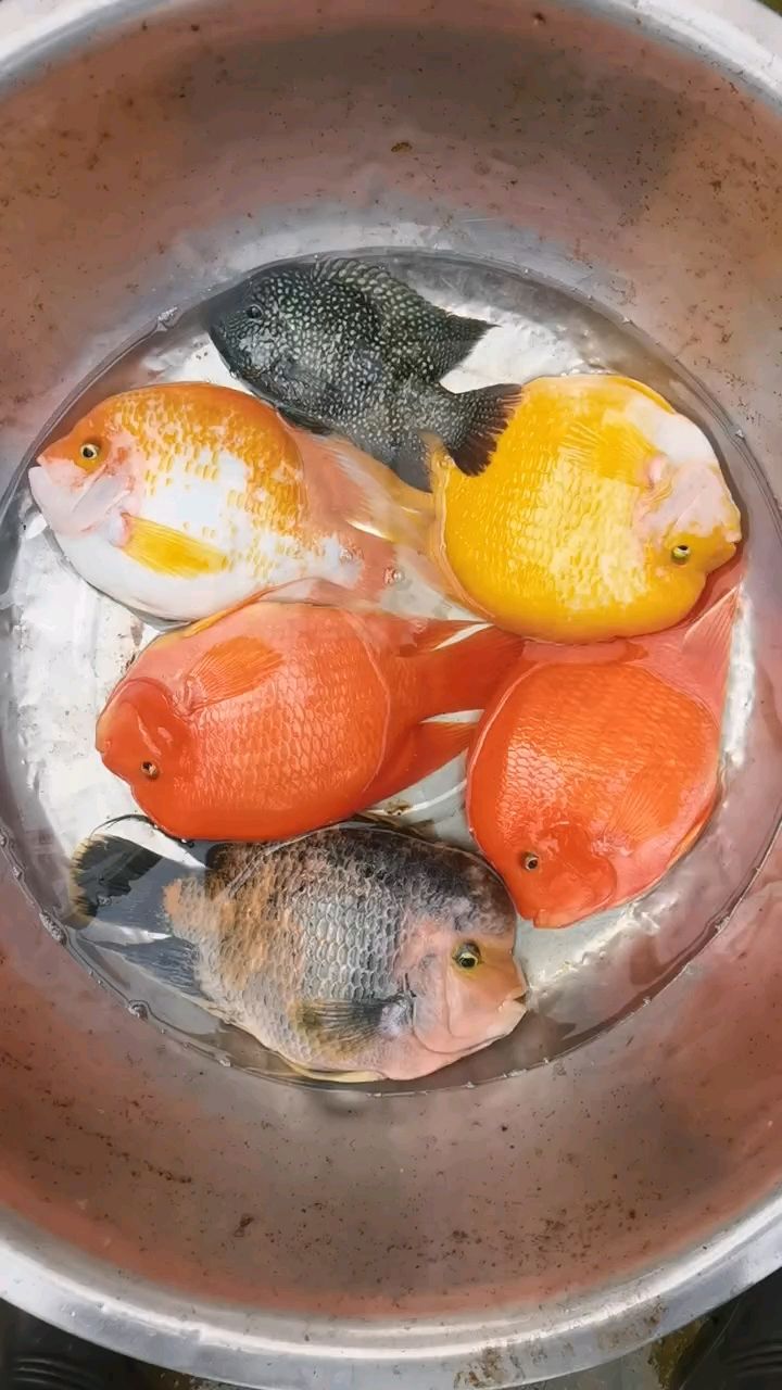 金剛鸚鵡魚(yú)，獨(dú)特魅力與養(yǎng)殖要點(diǎn)