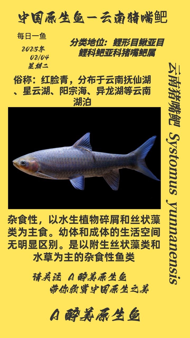 珍稀魚種豬嘴鲃，獨特習性