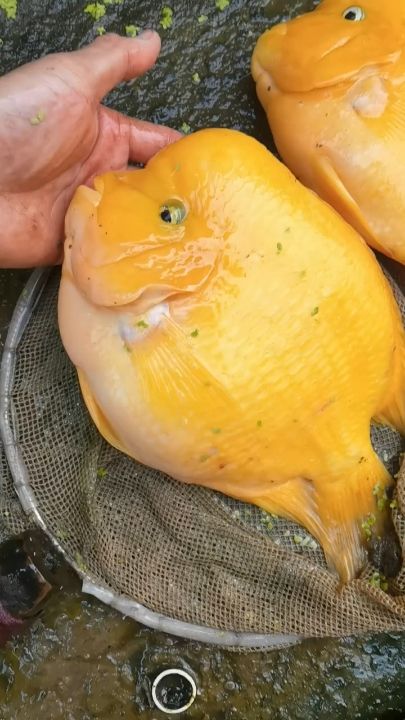 魚缸用增氧泵價格是多少:魚缸增氧機-xtrac增氧機-xtrac增氧機 探秘金剛鸚鵡魚,色彩斑斕的熱帶水族奇珍 龍魚論壇 探秘金剛鸚鵡魚,色彩斑斕的熱帶水族奇珍 探秘金剛鸚鵡魚,色彩斑斕的熱帶水族奇珍 龍魚論壇