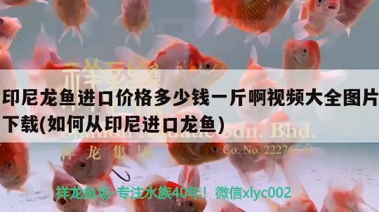 金魚缸打氧方法及氧氣安裝步驟 金魚缸打氧方法及氧氣安裝步驟 可麗愛魚缸