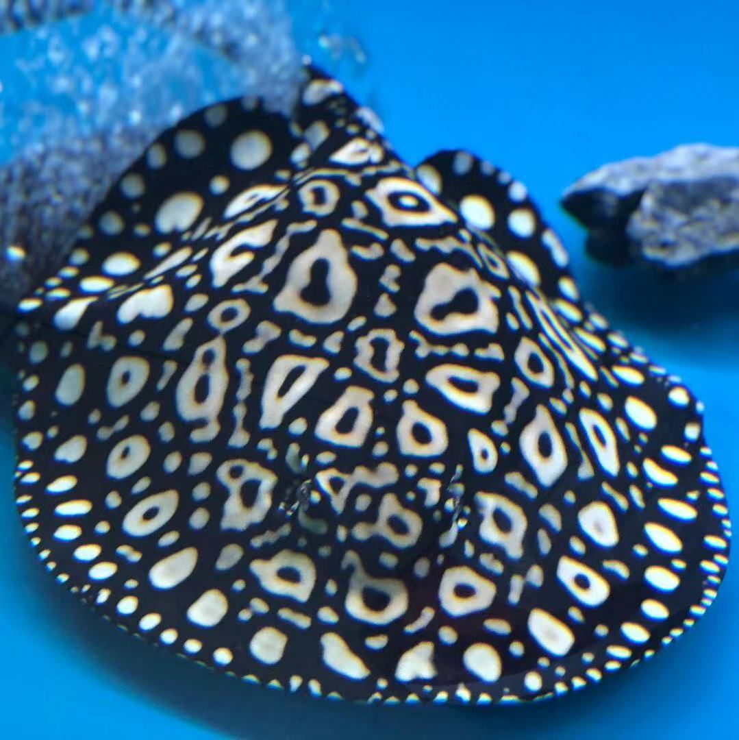 你尚未提供具體內(nèi)容，我暫時(shí)無(wú)法生成符合要求的長(zhǎng)標(biāo)題。 你尚未提供具體內(nèi)容，我暫時(shí)無(wú)法生成符合要求的長(zhǎng)標(biāo)題。 龍魚(yú)論壇