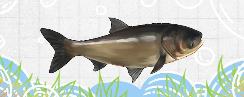 濱賣觀賞魚的商場位置及觀賞魚
