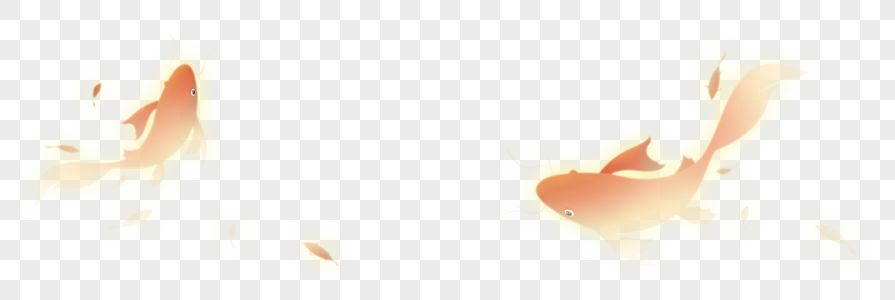 鯉魚圖片，精美資源及獨特特征全