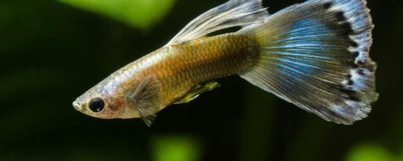 魚(yú)下崽時(shí)間及下崽后照顧