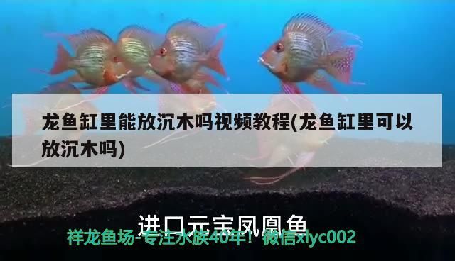龍魚缸里能放沉木嗎？