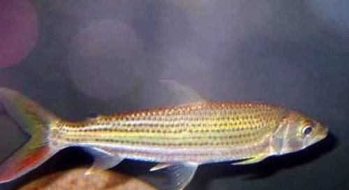 魚身上現(xiàn)黑斑咋辦？