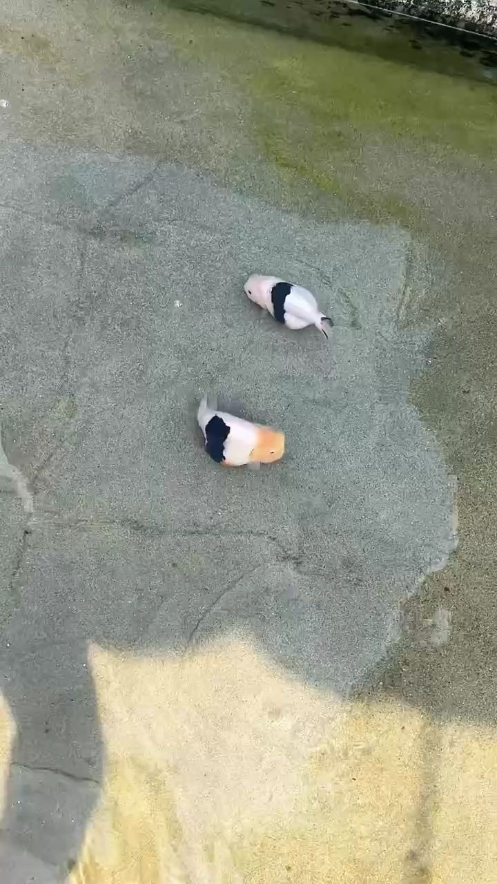 緞帶奶牛，獨特形象背后的故事與