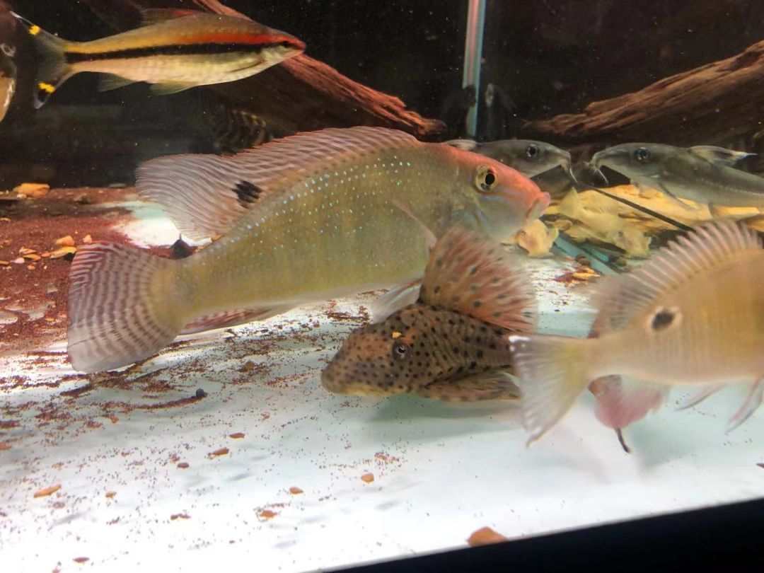 勾銀板魚養(yǎng)殖全攻略，從入門到精通的實(shí)用