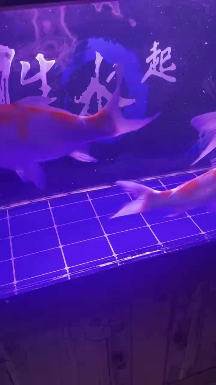 為少換水隔天喂一次，結果魚被養瘦啦