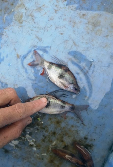 尾綠熒光鯽，獨特觀賞魚的奧秘與養殖要點詳解