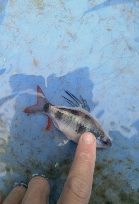 尾綠熒光鯽，獨特觀賞魚的奧秘與養殖要點詳解