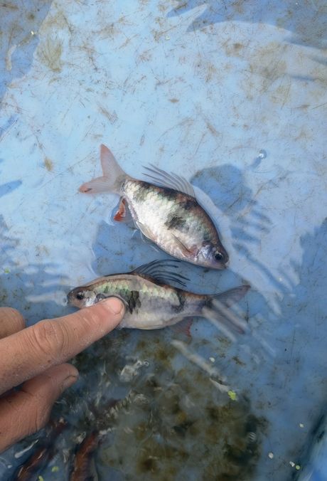 尾綠熒光鯽，獨特觀賞魚的奧秘與養殖要點詳解