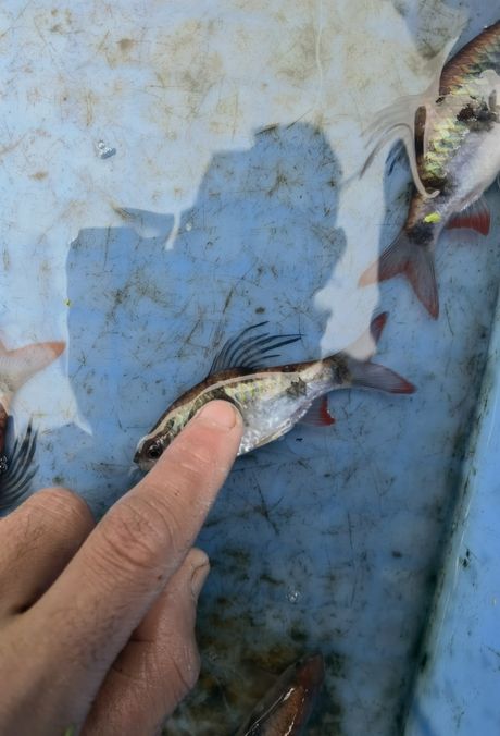 尾綠熒光鯽，獨特觀賞魚的奧秘與養殖要點詳解
