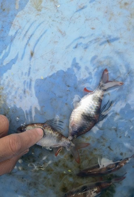 尾綠熒光鯽，獨特觀賞魚的奧秘與養殖要點詳解