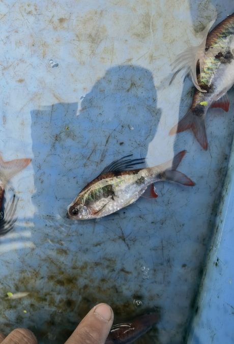 尾綠熒光鯽，獨特觀賞魚的奧秘與養殖要點詳解