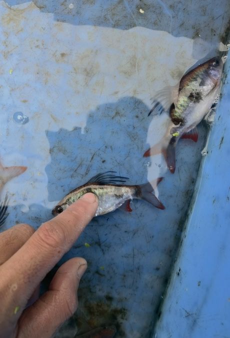 尾綠熒光鯽，獨特觀賞魚的奧秘與養殖要點詳解