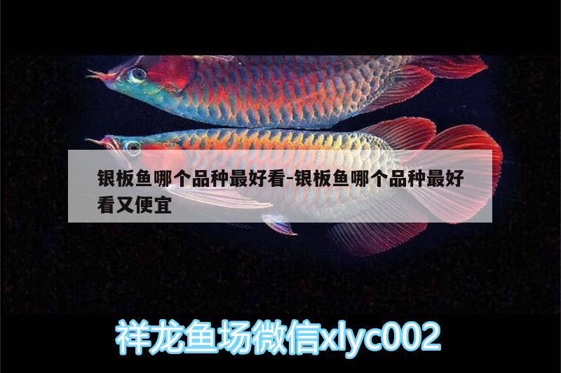 板魚品種顏值大比拼，哪個最好 板魚品種顏值大比拼，哪個最好 黃金貓魚百科 第3張