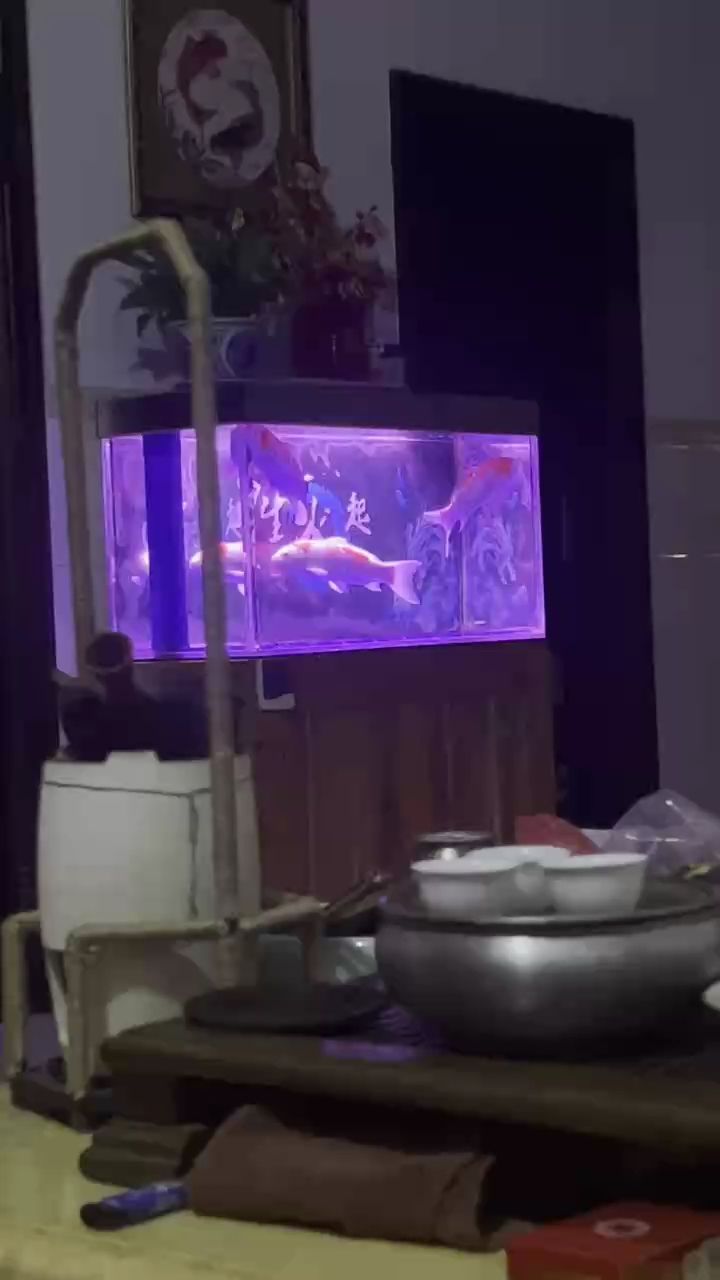 魚雖丑卻粗養四五年，歲月沉淀下的別樣養殖