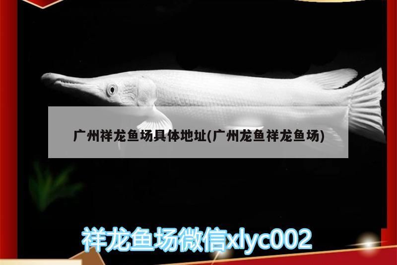 祥龍魚場（廣州龍魚祥龍魚場）具體
