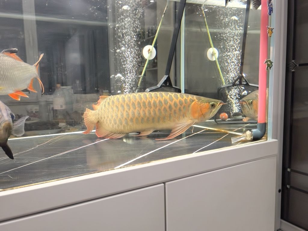 紅龍魚(yú)修尾記，愛(ài)魚(yú)養(yǎng)護(hù)之精細(xì)操作與