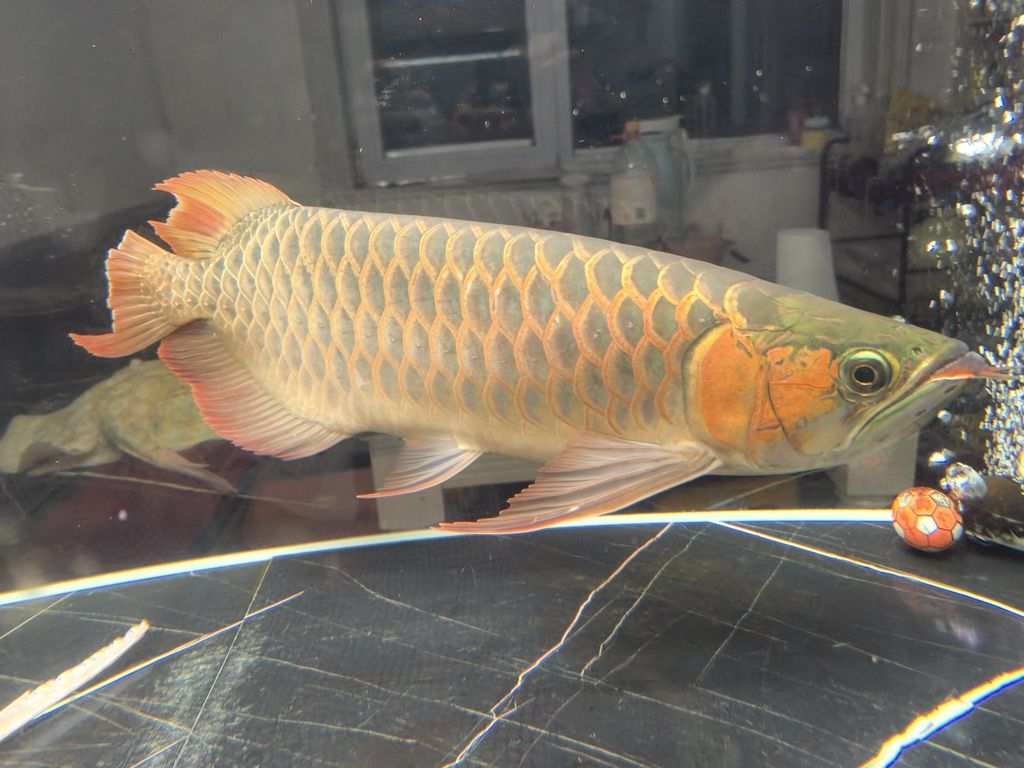 紅龍魚(yú)修尾記，愛(ài)魚(yú)養(yǎng)護(hù)之精細(xì)操作與