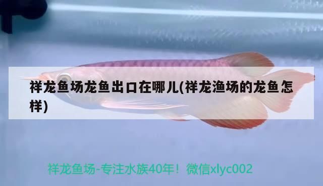 龍魚場龍魚出口地及品質(zhì) 龍魚場龍魚出口地及品質(zhì) 觀賞魚百科