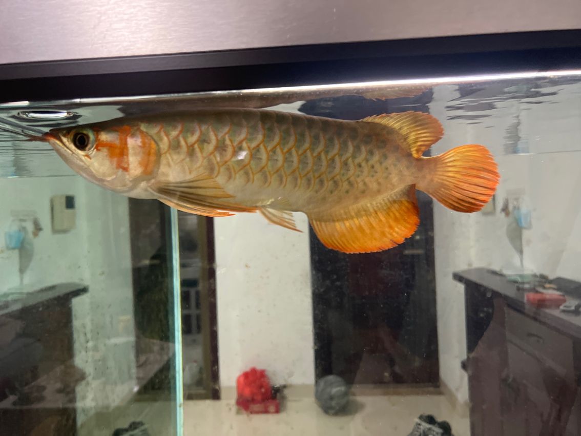 新龍魚入缸第一天，環(huán)境適應(yīng)、狀態(tài)觀察與養(yǎng)護(hù)