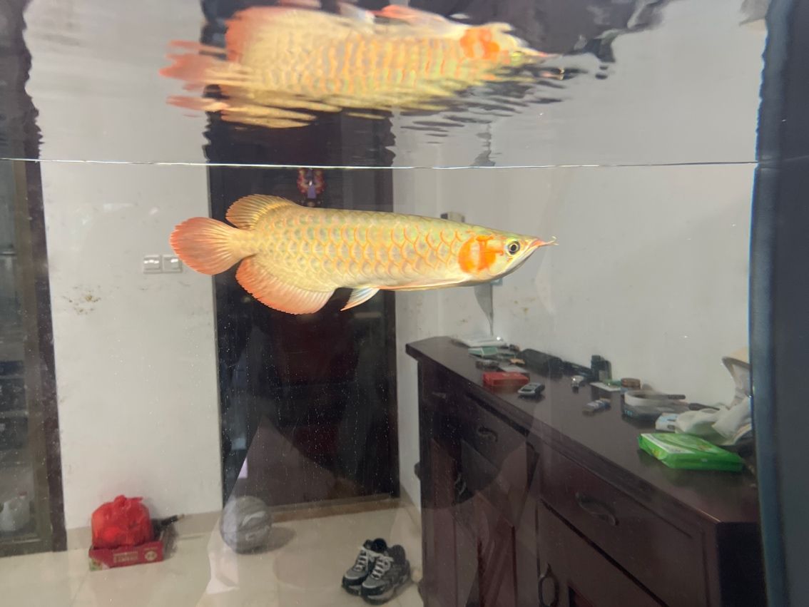 新龍魚入缸第一天，環(huán)境適應(yīng)、狀態(tài)觀察與養(yǎng)護(hù)